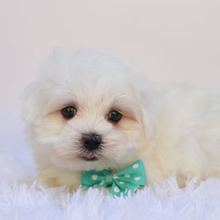 Cheddar - Available Now