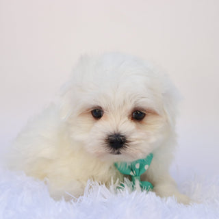 Cheddar - Available Now