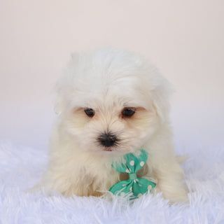 Cheddar - Available Now