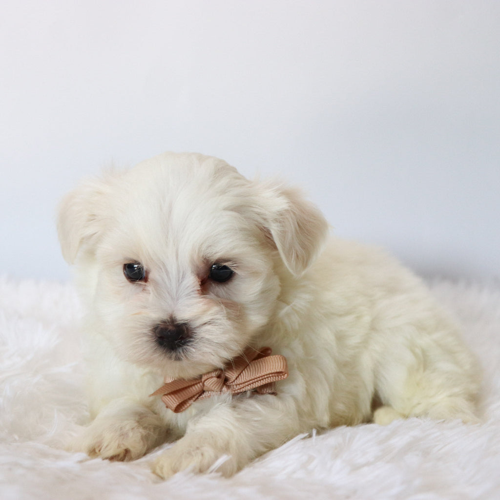 Chester - Available 8/27