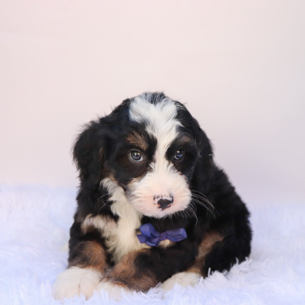 Chipper - Available 9/24