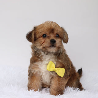 Chris - Available 8/27