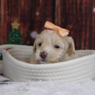 Christina - Available 12/31