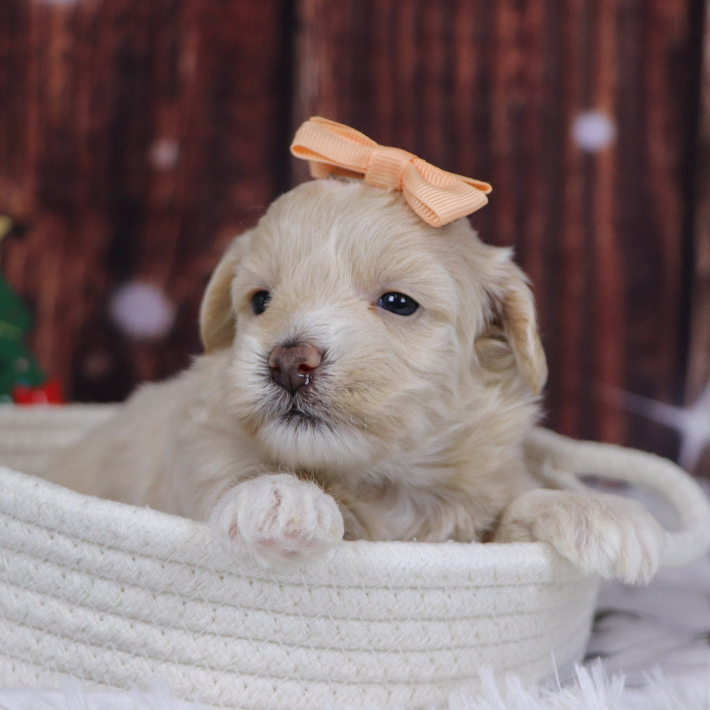 Christina - Available 12/31