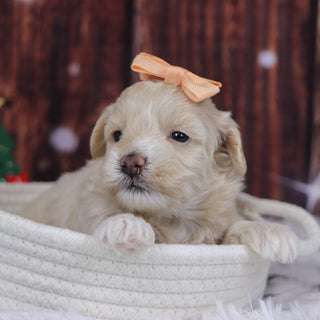 Christina - Available 12/31