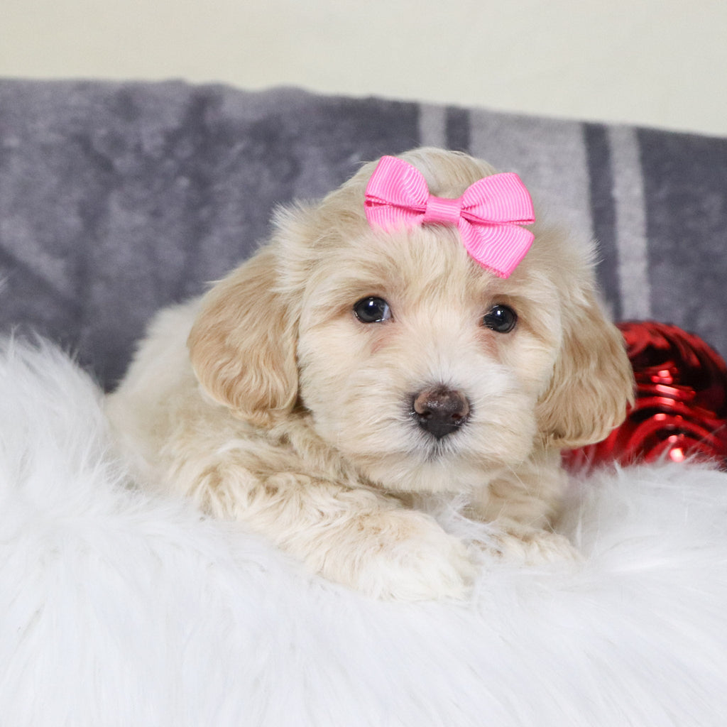 Christina - Available 12/31