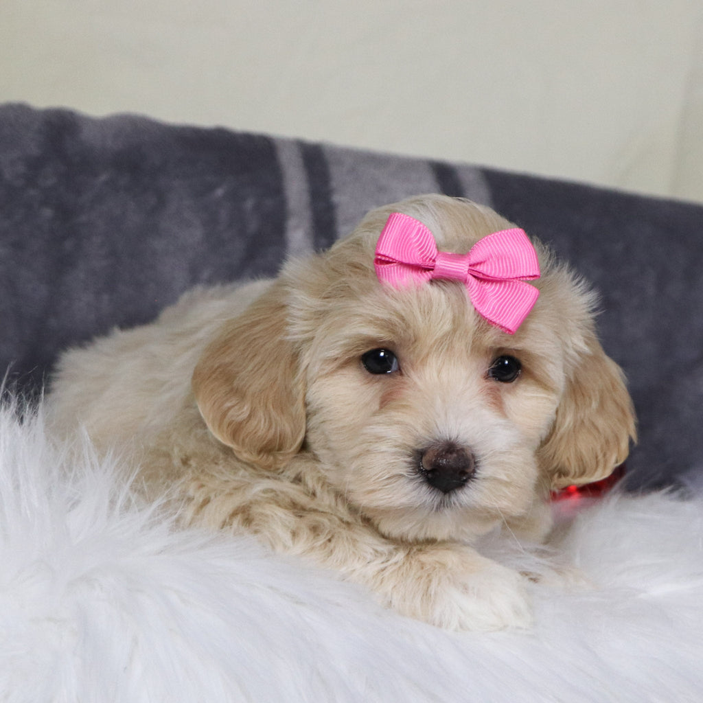 Christina - Available 12/31