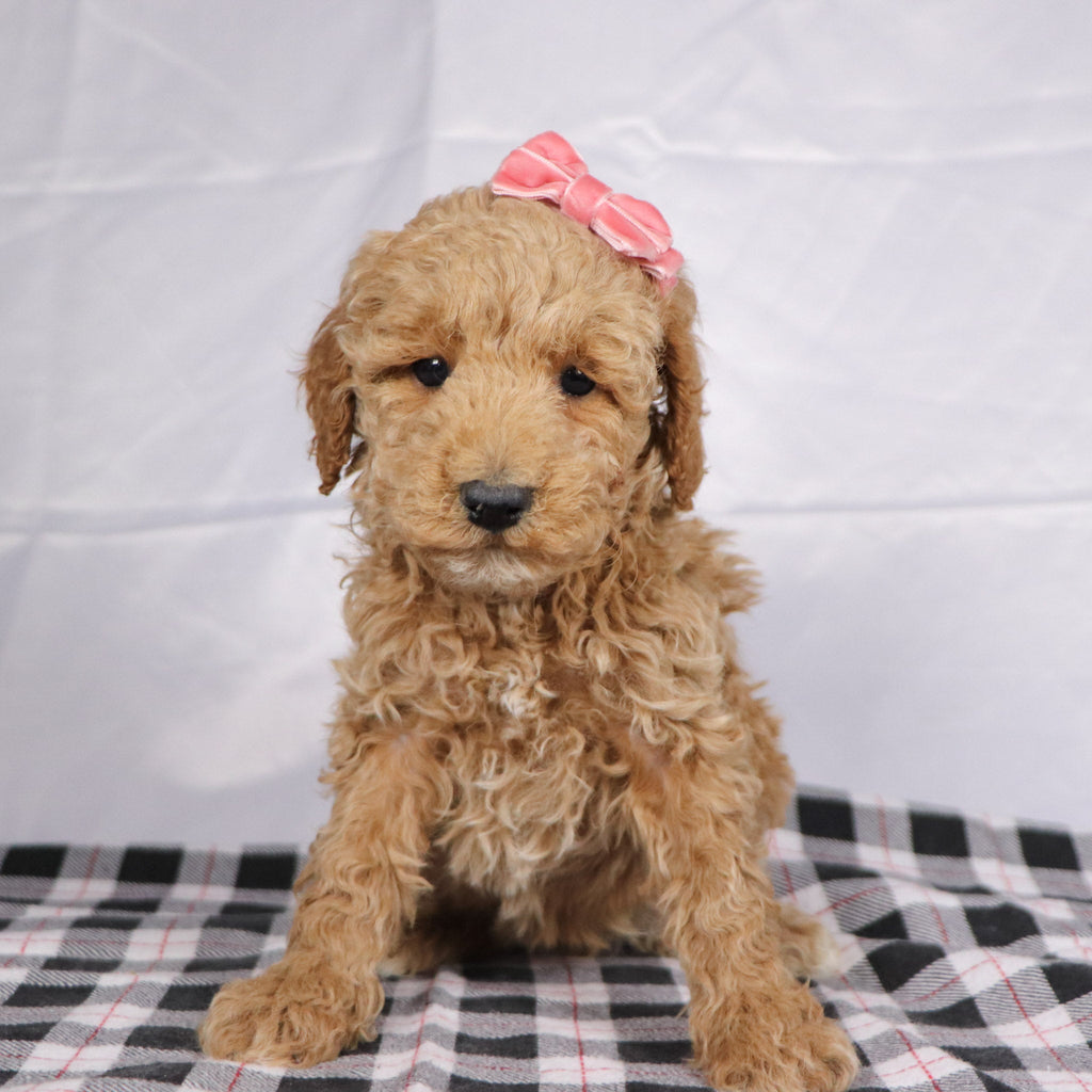 Ciara - Available 12/17