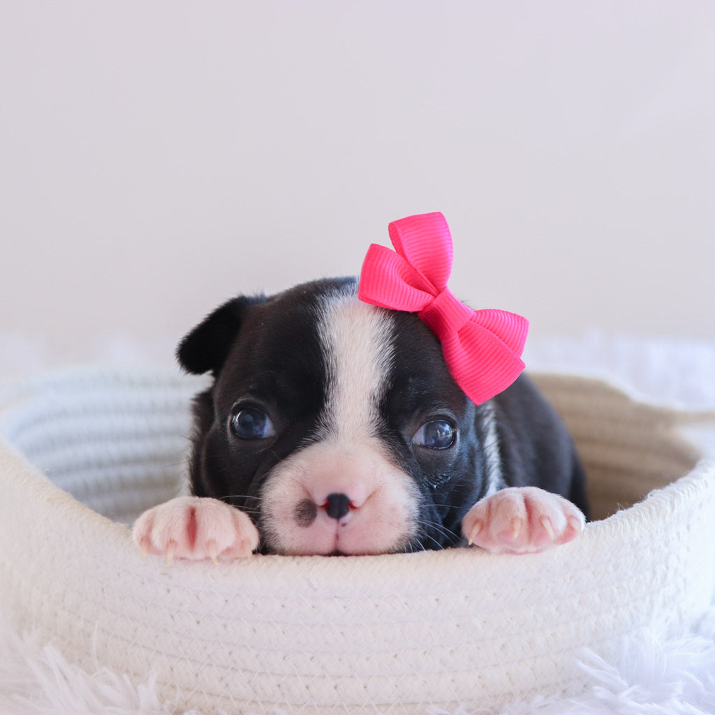 Claire - Available Now