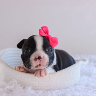 Claire - Available Now