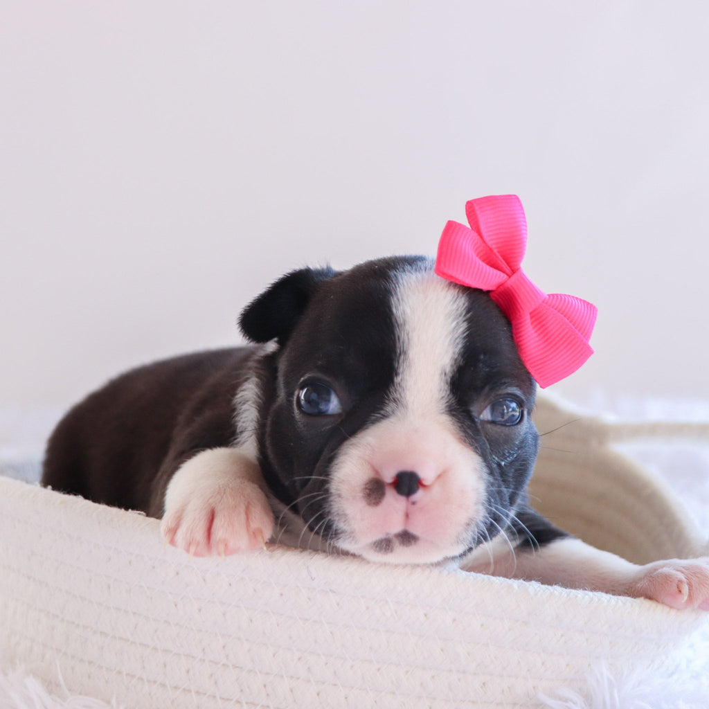 Claire - Available Now