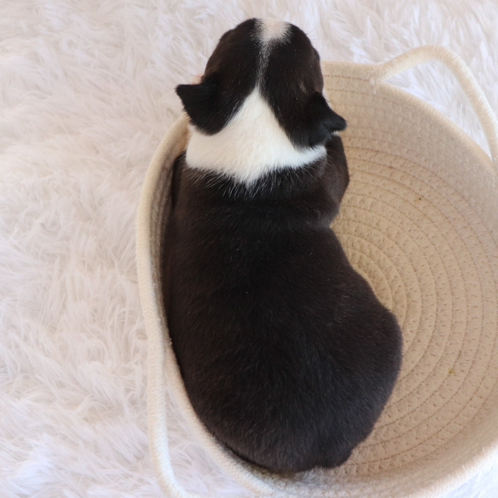 Claire - Available Now