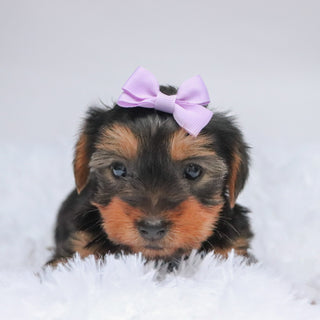 Claudia - Available 11/5