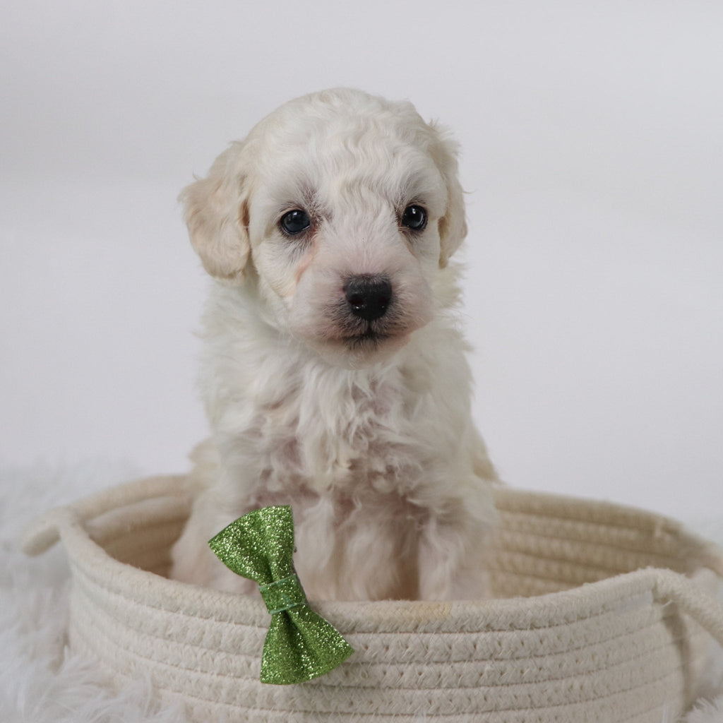 Cleveland - Available Now