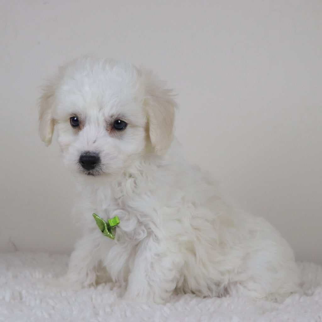 Cleveland - Available Now