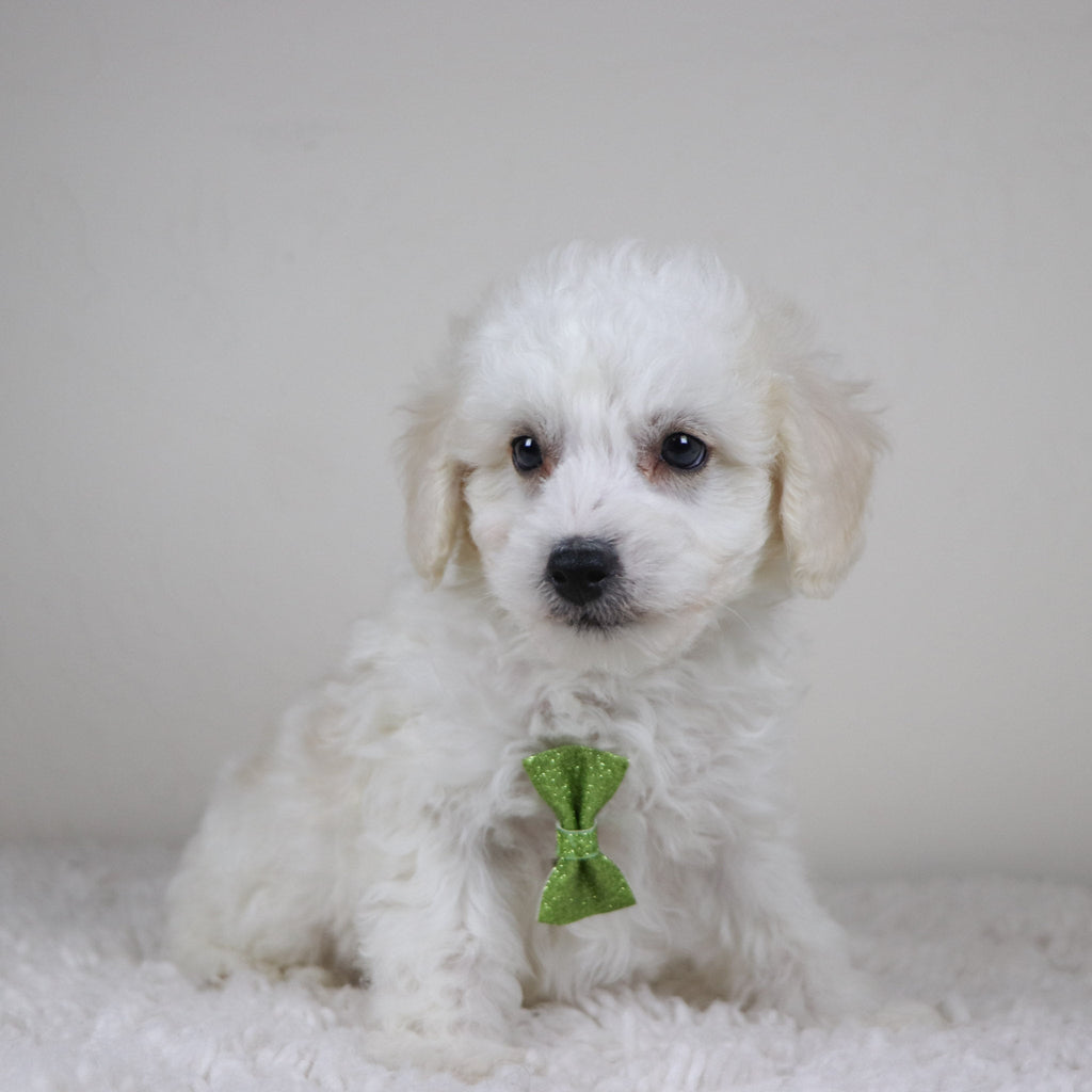 Cleveland - Available Now