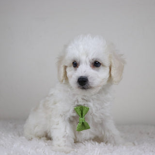 Cleveland - Available Now