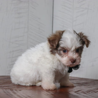 Coby - Available Now