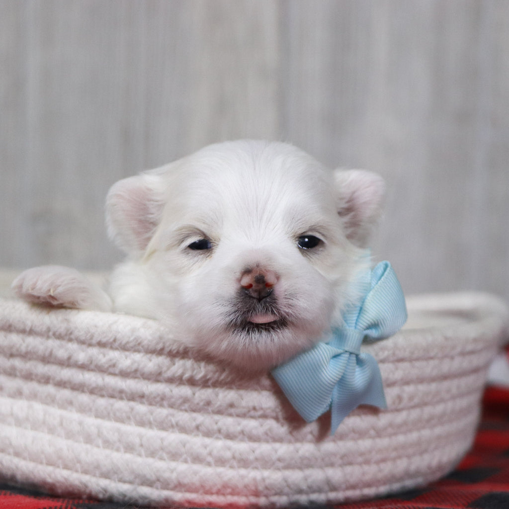 Cody - Available 12/31