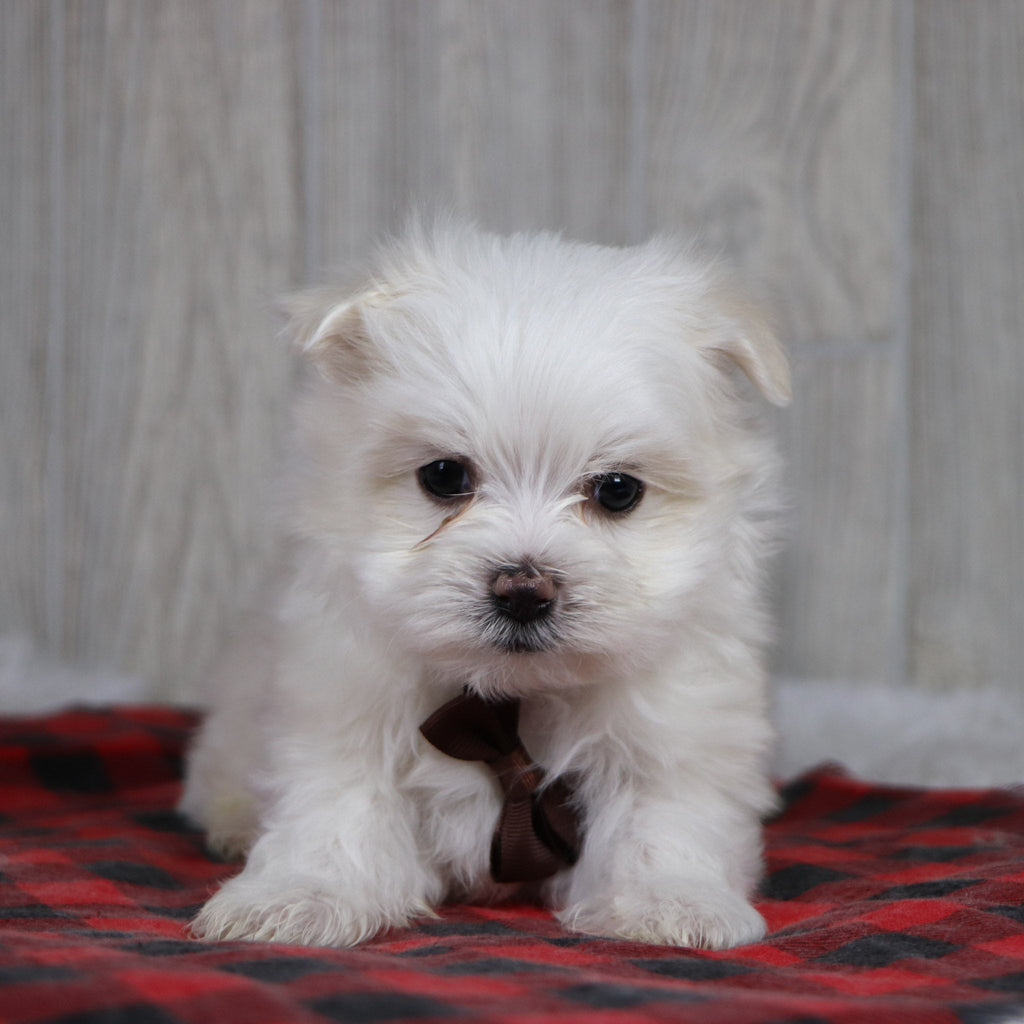 Cody - Available 12/31