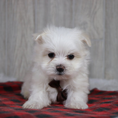 Cody - Available 12/31