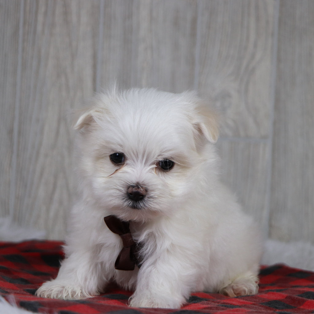 Cody - Available 12/31