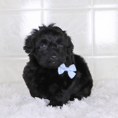 Colby - Available 1/28