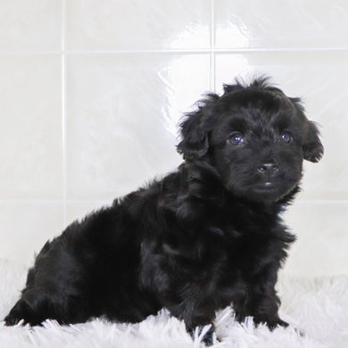 Colby - Available 1/28