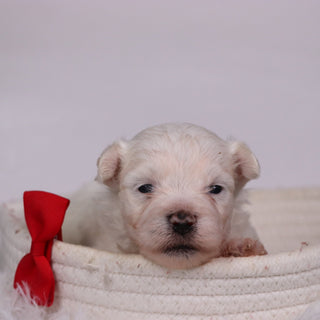 Cole - Available Now