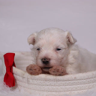 Cole - Available Now