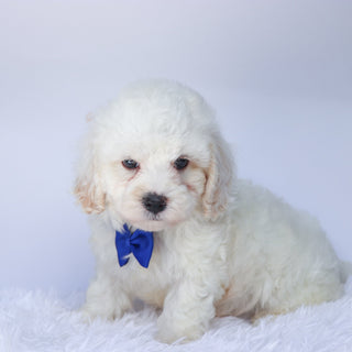 Colin - Available Now