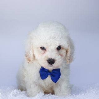 Colin - Available Now