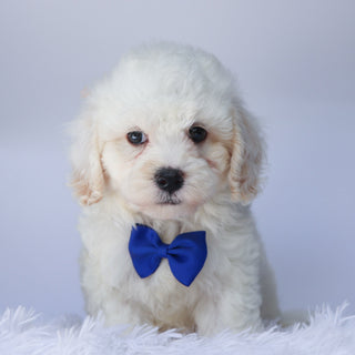 Colin - Available Now