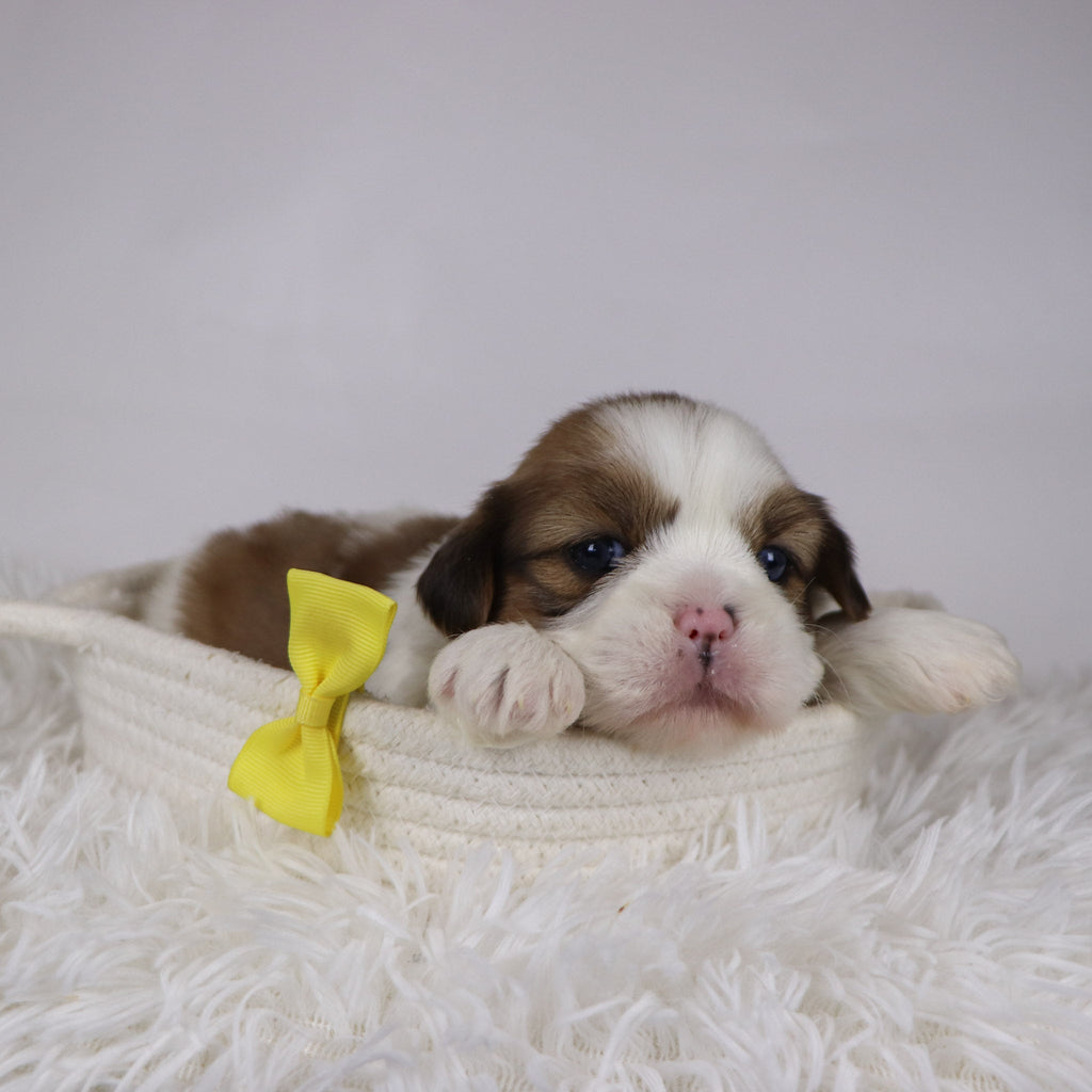 Colin - Available 12/17