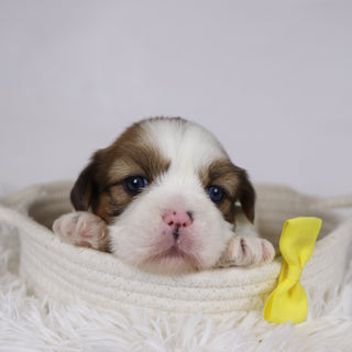 Colin - Available 12/17