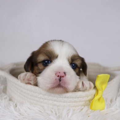 Colin - Available 12/17