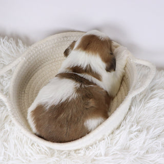 Colin - Available 12/17