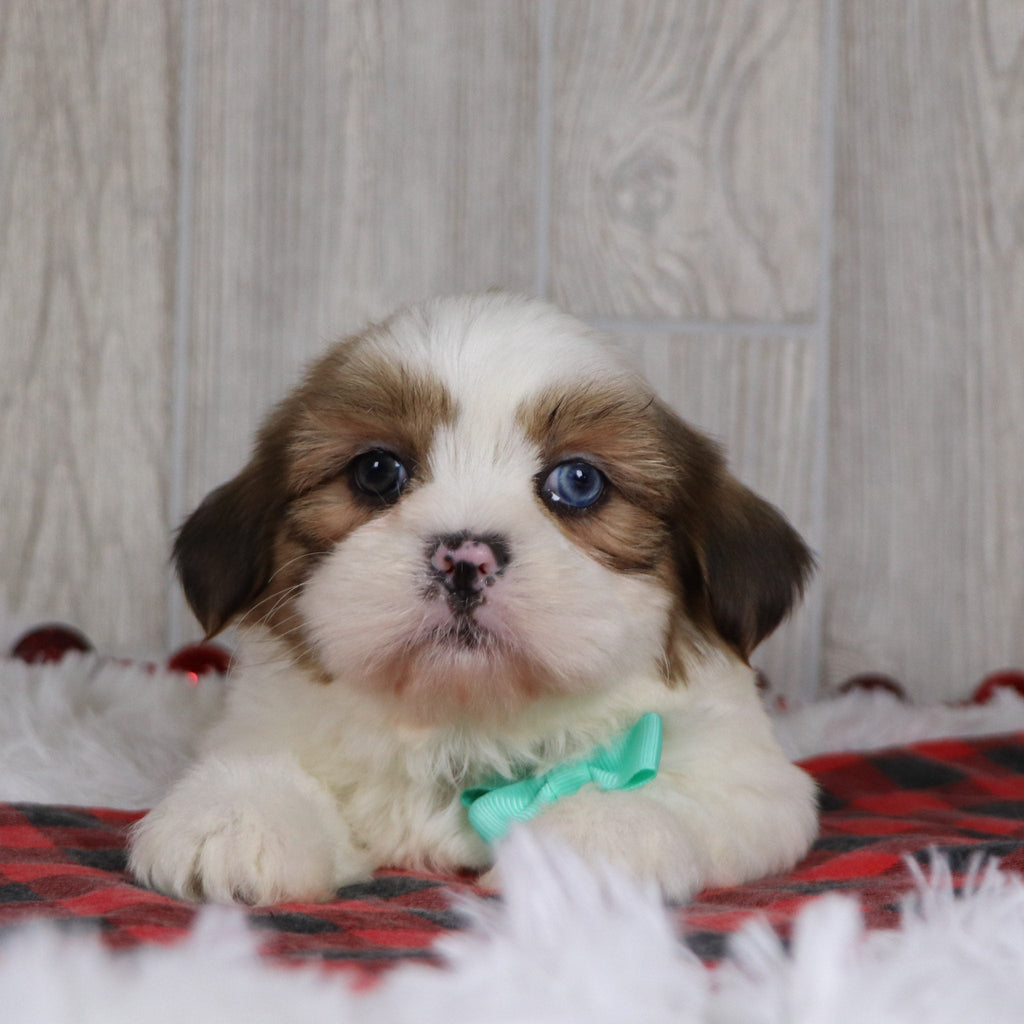 Colin - Available 12/17