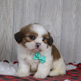 Colin - Available 12/17