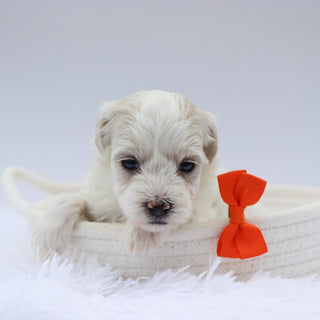 Cooper - Available 8/20