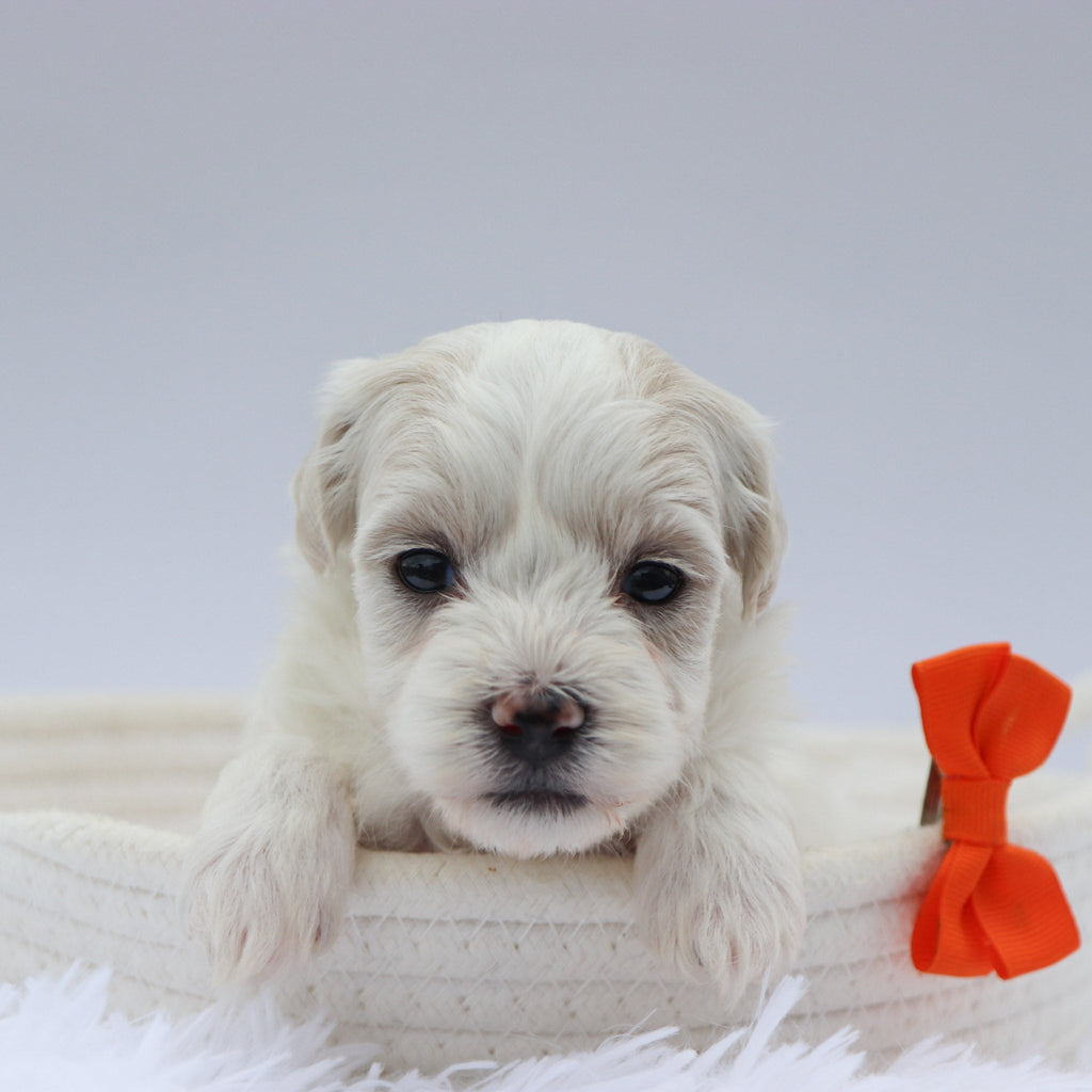 Cooper - Available 8/20