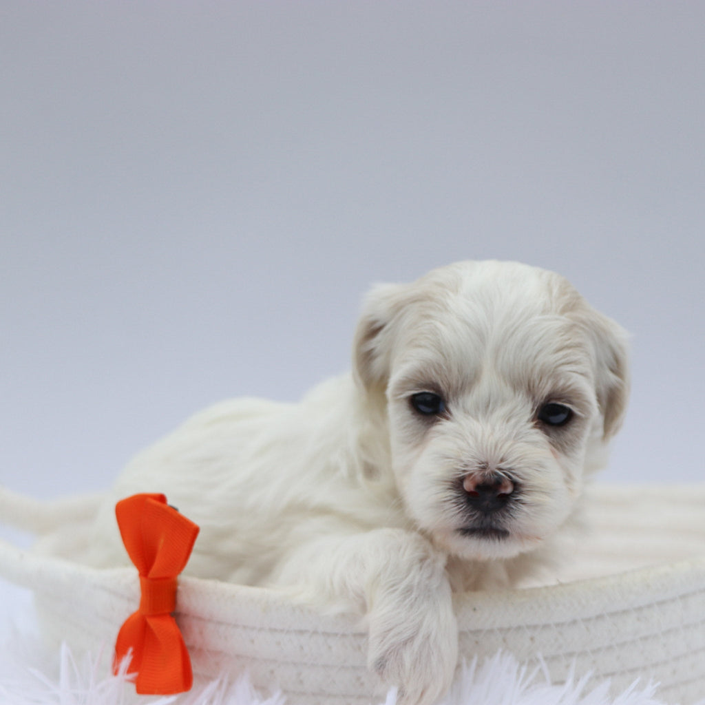 Cooper - Available 8/20