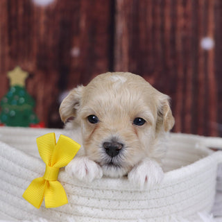 Cuba - Available 12/31