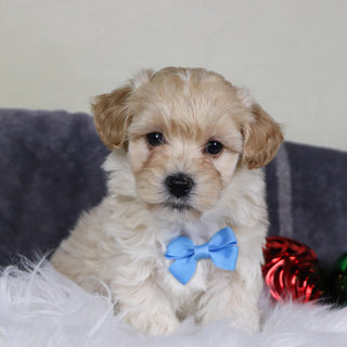 Cuba - Available 12/31