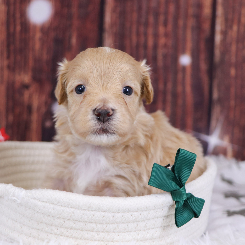 Custer - Available 12/31