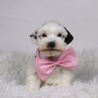 Daisy - Available Now