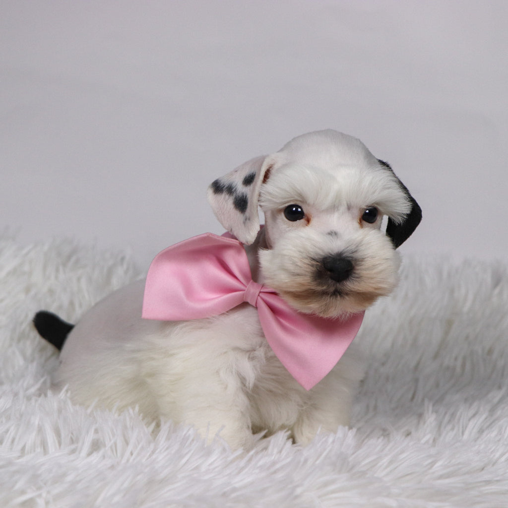 Daisy - Available Now