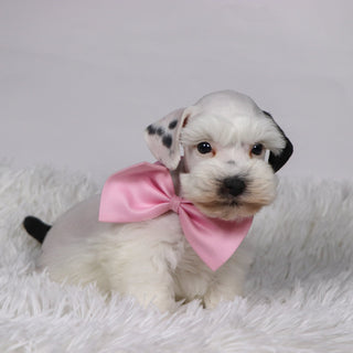 Daisy - Available 11/5