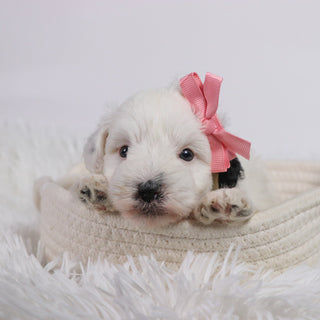 Daisy - Available Now