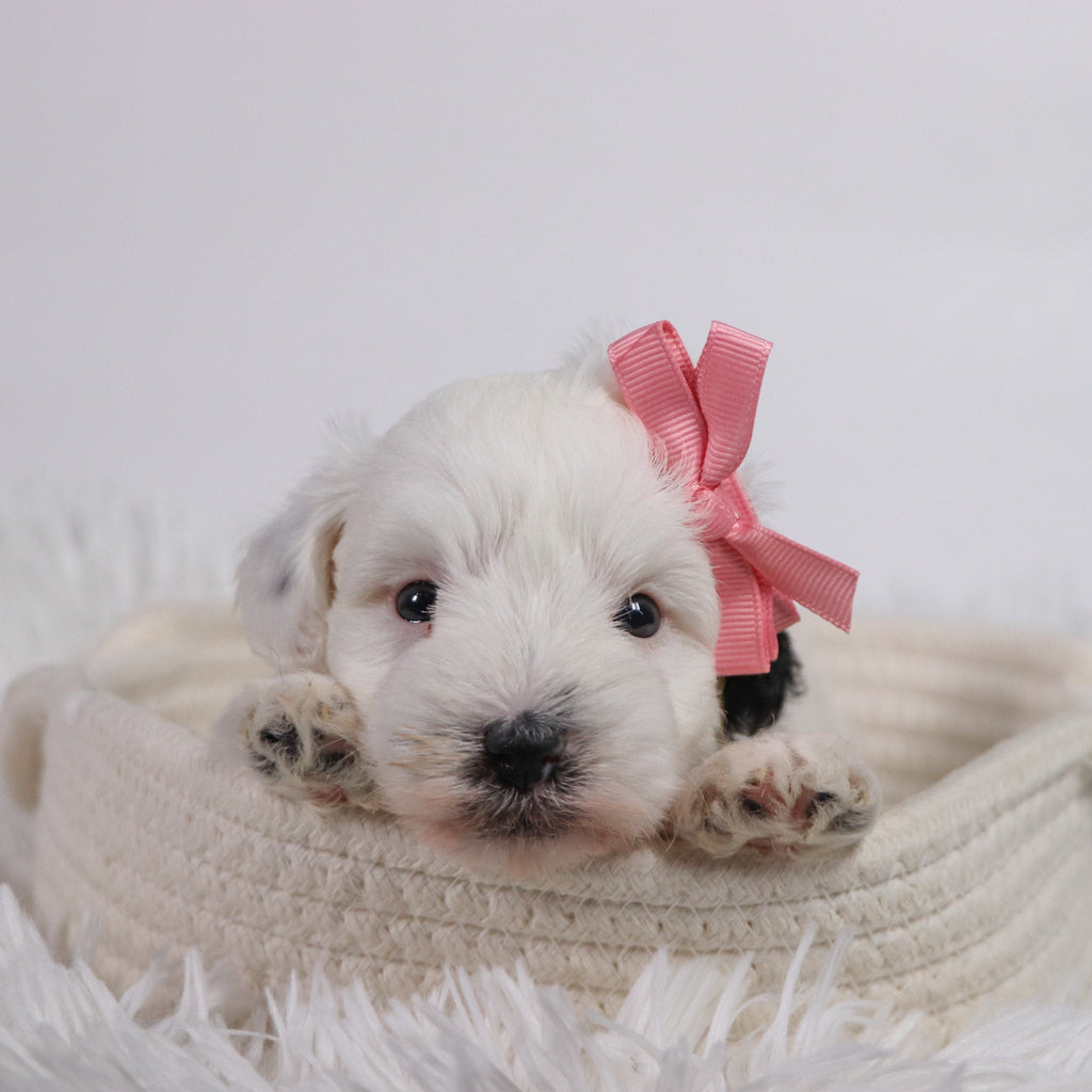 Daisy - Available Now